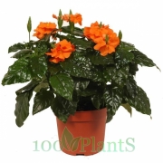 Кроссандра