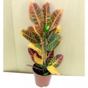 Кротон, Кодиеум