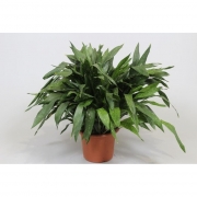 Аспидистра