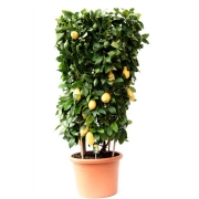 Цитрофортунелла