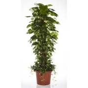 Эпипремнум