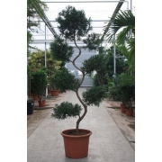 Подокарпус