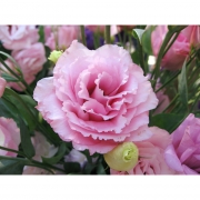 Эустома (лизиантус)