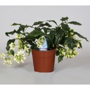 Клеродендрум