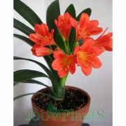 Кливия Миниата