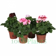 Пеларгония