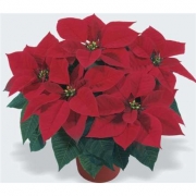 Пуансеттия