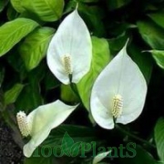 Спатифиллум