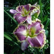 Лилейник Bestseller