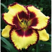 Лилейник Calico Jack