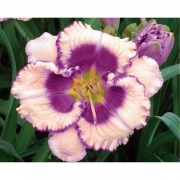 Лилейник Crystal Pinot