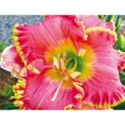 Лилейник Divas Choice