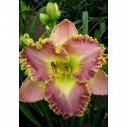 Лилейник laveder TuTu