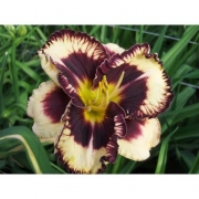 Лилейник Maussaka