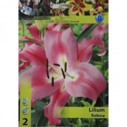 Lilium Robina.  Лилия Робина. ОТ-гибрид