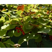 Лимонник китайский