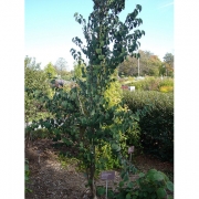 Лиственные деревья