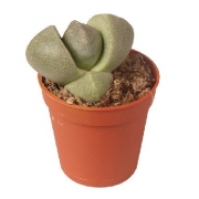 Литопс ассорти