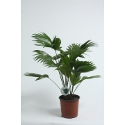 Ливинстона