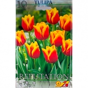 Луковицы сортовые для осенней высадки