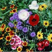 Мавританский газон "Цветочная симфония" 5кг