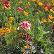 Мавританский газон "Цветущий ковер" 0,3кг