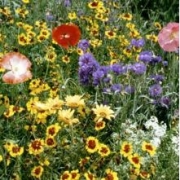 Мавританский газон "Солнышко" 5кг