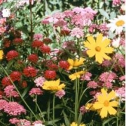 Мавританский газон "Водолей" 0,3кг