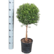 Мирт коммунис штамб 19/70