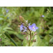 Многолетники травянистые