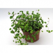 Муленбекия