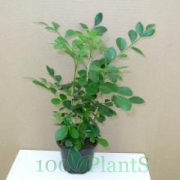 Муррайя паникулата