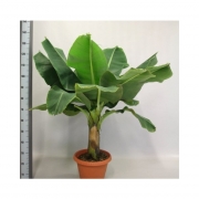 Муса (Банан)