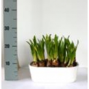 Мускари в белом овальном кашпо