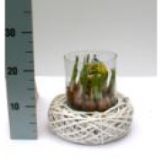 Мускари в цилиндрической корзине