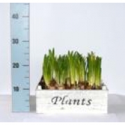 Мускари в деревянной коробке 24х13 под старину