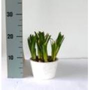 Мускари в круглом деревянном кашпо