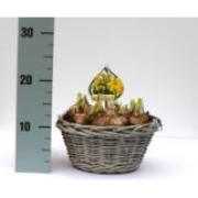 Мускари в круглой серой корзине