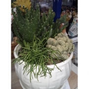 Набор из кактусов и суккулентов №3