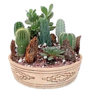 Набор кактусов в горшке