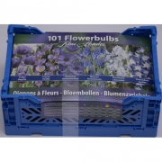 Набор луковиц "Голубой сад"