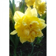 Нарциссы DICK  WILDEN