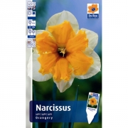 Нарциссы ORANGERY