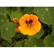 Настурция большая