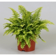 Нефролепис