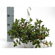 Нематантус (гипоцирта) грегариус