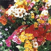 Немезия зобовидная