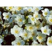 Нирембергия манжетковая