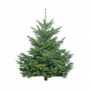 Новогодняя живая елка 175-200см.