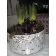 Новогодняя композиция "Три гиацинта"